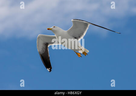 Greater Black Backed Gull shadowing a Cruise Liner leaving Oslo. Stock Photo