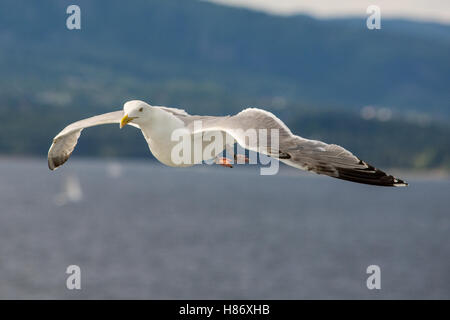 Greater Black Backed Gull shadowing a Cruise Liner leaving Oslo. Stock Photo