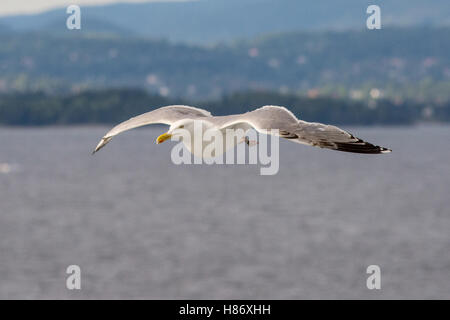 Greater Black Backed Gull shadowing a Cruise Liner leaving Oslo. Stock Photo