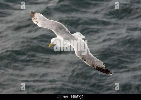 Greater Black Backed Gull shadowing a Cruise Liner leaving Oslo. Stock Photo