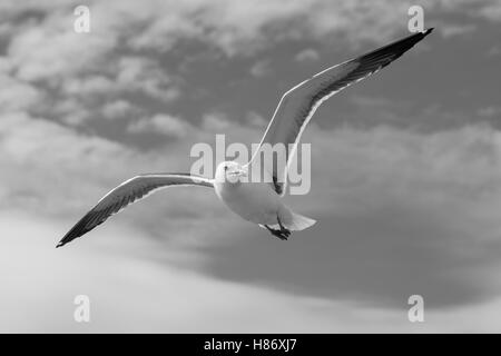 Greater Black Backed Gull shadowing a Cruise Liner leaving Oslo. Stock Photo