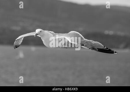 Greater Black Backed Gull shadowing a Cruise Liner leaving Oslo. Stock Photo