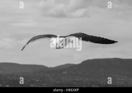 Greater Black Backed Gull shadowing a Cruise Liner leaving Oslo. Stock Photo