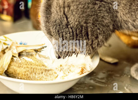 Adult grey cat eats fish with pleasure Stock Photo