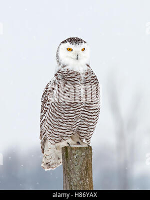 Snowy owl perched on a post in winter in Canada Stock Photo