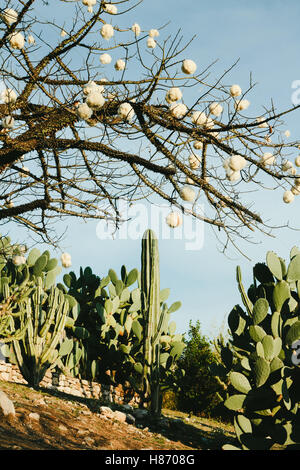 Garden in Northern Argentina with cacti and silk floss tree Stock Photo
