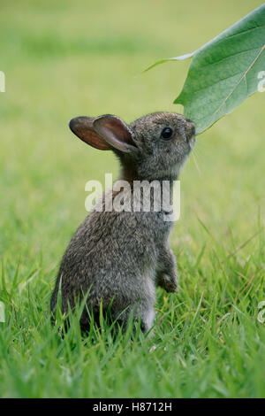 Japanese Hare (Lepus brachyurus) young nibbling leaf, Okunoshima Rabbit ...