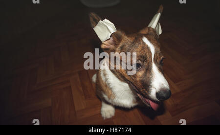 Puppy Welsh Corgi Cardigan with bandaged ears