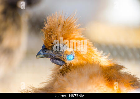 Brown hen with long feathers, close up photo Stock Photo