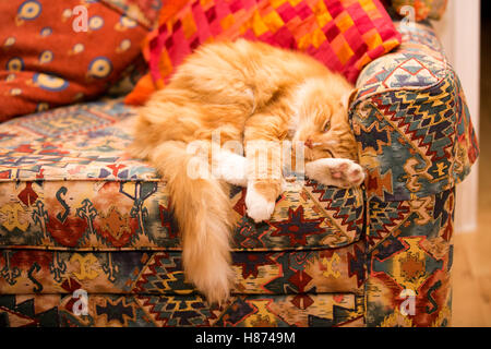 A young ginger cat sleeps on a brightly coloured sofa. Stock Photo