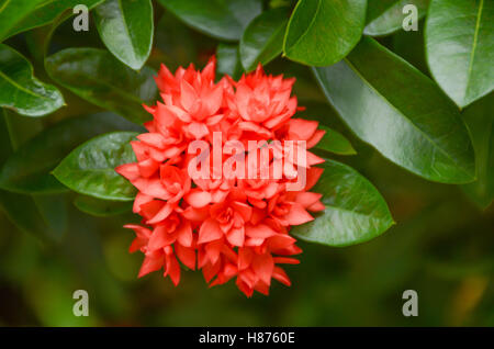 Low key of Blurred with noise Red flower spike or Oxymora coccinea Stock Photo