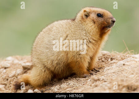 Gray Marmot (Marmota baibacina) kit, Pikertyk, Tien Shan Mountains, eastern Kyrgyzstan