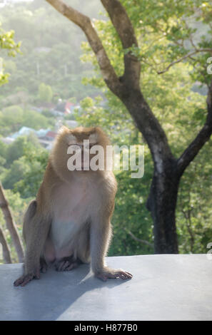 Monkey sit on the cement floor ,with funny face.It's live in forest at Khao Rang Hill ,Phuket,Thailand(popularity viewpoint) Stock Photo