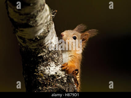 Red Squirrel looking out from behind a branch on a Silver Birch tree in Caledonia pine forest, Rothimurcus, Aviemore, Scotland, UK. Stock Photo