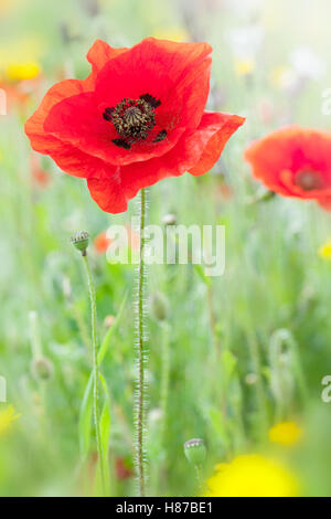 Summer background with red poppy flowers in a meadow Stock Photo - Alamy