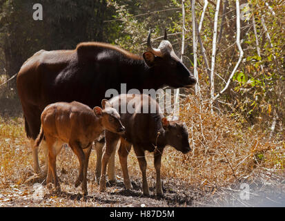Female Gaur also called an Indian Bison standing n natural habitat with two calfs, which is a rarity.   They are on alert Stock Photo