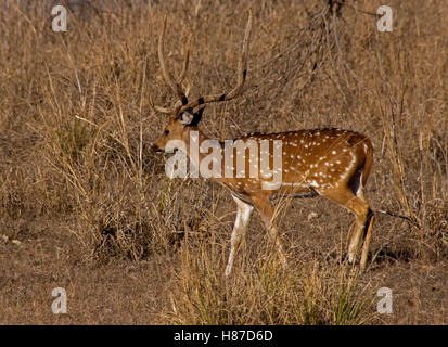 Indian Male Deer called a Chital in native habitat of Kanha National Park of India. Spotted deer with long antlers walking Stock Photo