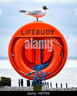 Black headed gull standing on a lifebuoy holder on the Somerset coast UK Stock Photo
