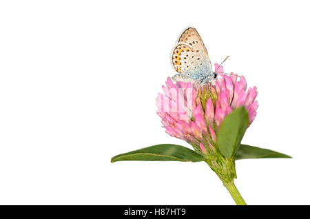 Butterfly is resting on the purple clover flower isolated on white Stock Photo