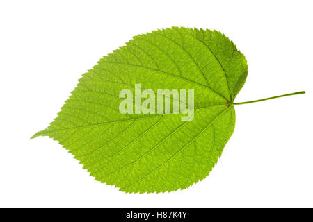 Amerikanische Linde, Tilia americana, American basswood, American linden, Le Tilleul d'Amérique. Blatt, Blätter, leaf, leaves Stock Photo