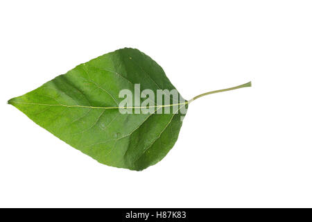 Balsam-Pappel, Balsampappel, Populus balsamifera, Populus tacamahaca, balsam poplar, bam, bamtree, eastern balsam-poplar, hackma Stock Photo