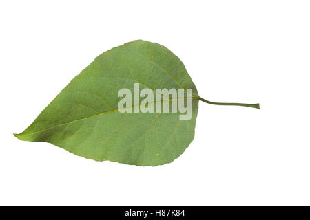 Balsam-Pappel, Balsampappel, Populus balsamifera, Populus tacamahaca, balsam poplar, bam, bamtree, eastern balsam-poplar, hackma Stock Photo