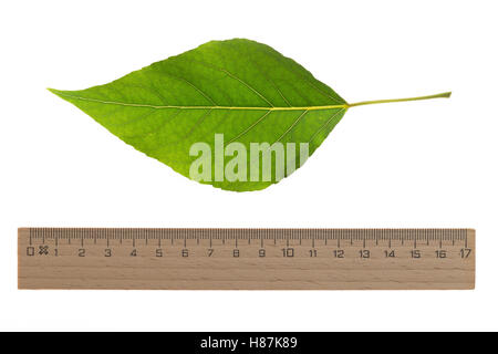 Balsam-Pappel, Balsampappel, Populus balsamifera, Populus tacamahaca, balsam poplar, bam, bamtree, eastern balsam-poplar, hackma Stock Photo