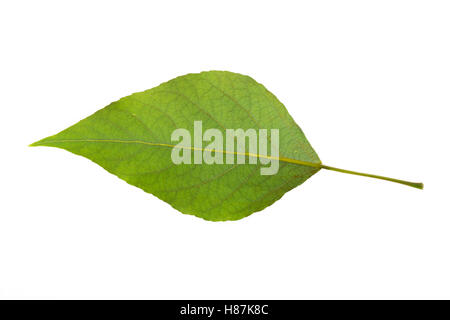 Balsam-Pappel, Balsampappel, Populus balsamifera, Populus tacamahaca, balsam poplar, bam, bamtree, eastern balsam-poplar, hackma Stock Photo