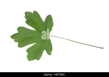 Feld-Ahorn, Feldahorn, Ahorn, Acer campestre, Field Maple, Hedge Maple, Erable champêtre. Blatt, Blätter, leaf, leaves