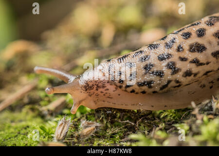 Leopard slug, Limax maximus, photographed in a North Yorkshire garden. Stock Photo