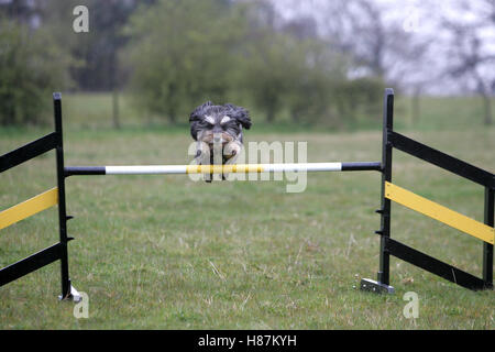 Dog jumping over hurdle Stock Photo