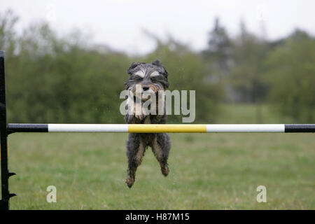 Dog jumping over hurdle Stock Photo