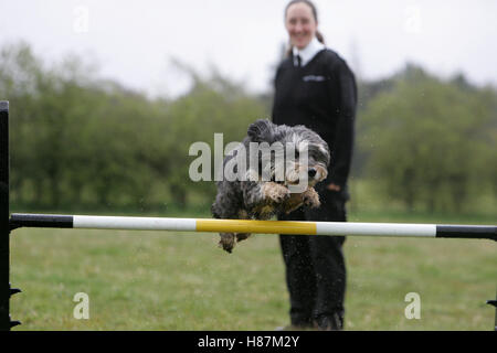 Dog jumping over hurdle Stock Photo