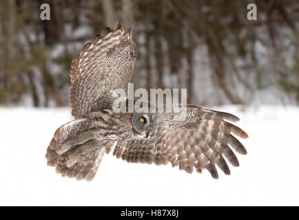 Great grey owl (Strix nebulosa) in flight over a snow covered field in Canada Stock Photo