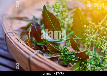 Closeup of  Neem leaves and flowers in bamboo basket with sun light effect,vintage style.Herbal concept, food concept. Stock Photo