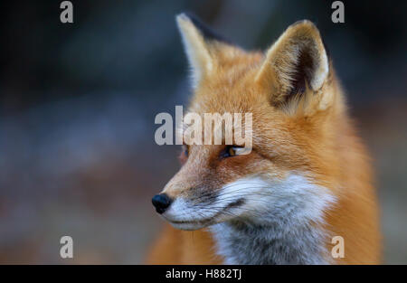 Red fox in the winter Algonquin Park in Canada Stock Photo - Alamy