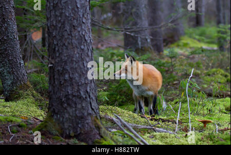 Red fox in Algonquin Provincial Park in Canada Stock Photo - Alamy