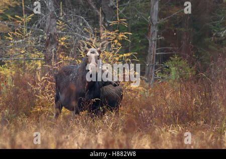 A cow moose and calf in a meadow in Algonquin Park in Canada Stock Photo