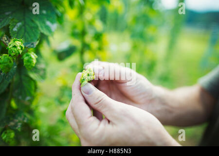 Man standing outdoors, picking hops from a tall flowering vine with green leaves and cone shaped flowers, for flavouring beer. Stock Photo