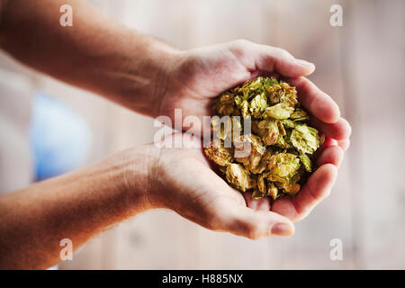 Close up of human hands holding a handful of dried hops. Stock Photo
