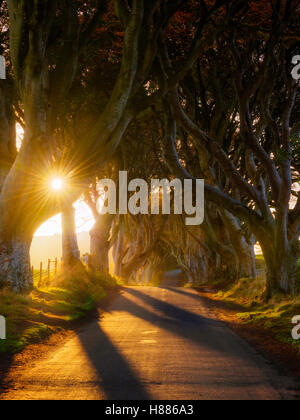 The Dark Hedges - Trees tunnel in Northern Ireland Stock Photo