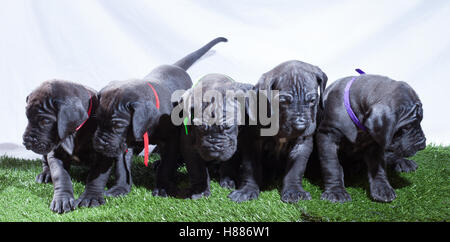 Five great Dane puppies lined up on fake grass Stock Photo