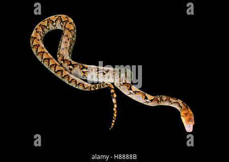 Reticulated Python on black Stock Photo