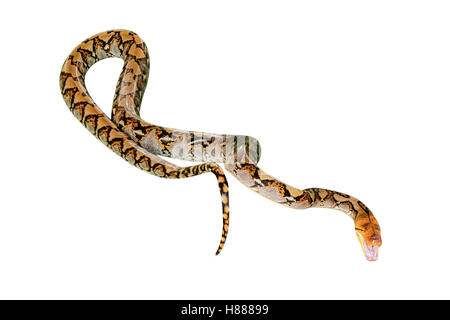 Reticulated Python isolated Stock Photo