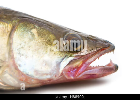 Head of a large pike perch on a white background Stock Photo
