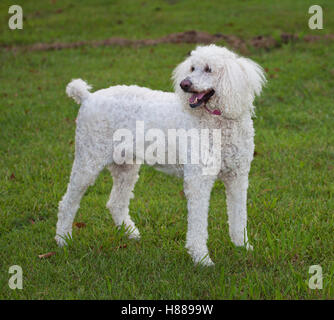 Standard sized white poodle standing on a green lawn Stock Photo