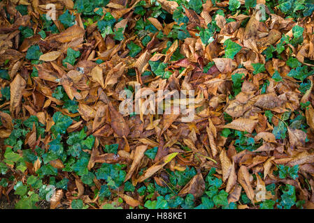 Dry leaves of chestnut among the ivy Stock Photo