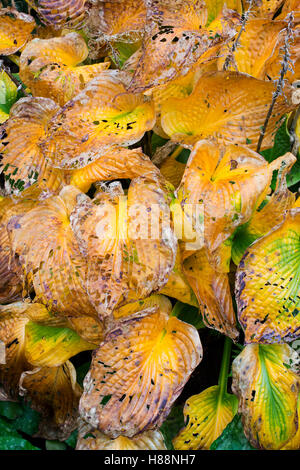 Decaying hosta leaves in autumn Stock Photo