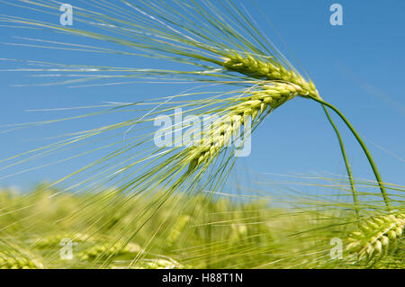 Barley field, Kamen, Ruhr area, North Rhine-Westphalia Stock Photo