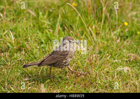Meadow Pipit or Titlark (Anthus pratensis), carrying a number of ants in its beak Stock Photo